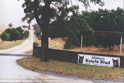 MILBURN WORKING KELPIE STUD