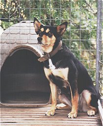 milburn kelpies